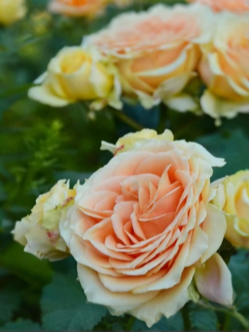 кингс прайд 1_edited