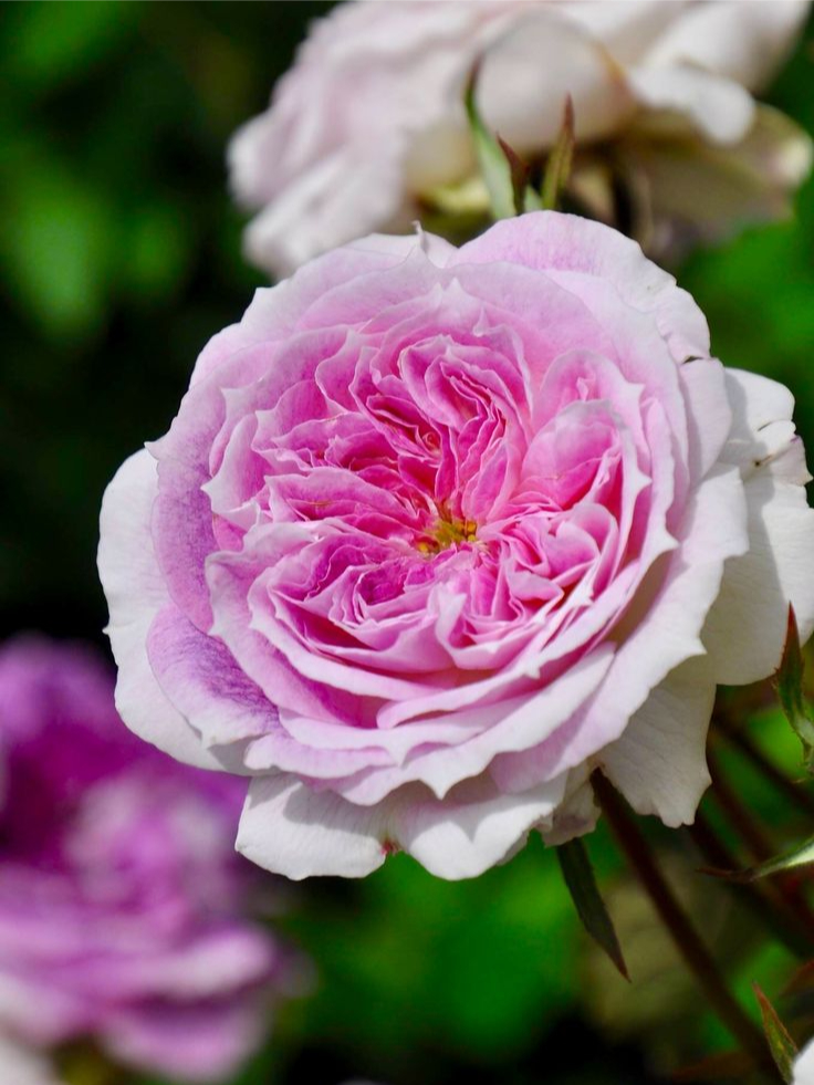 кирке_edited_edited