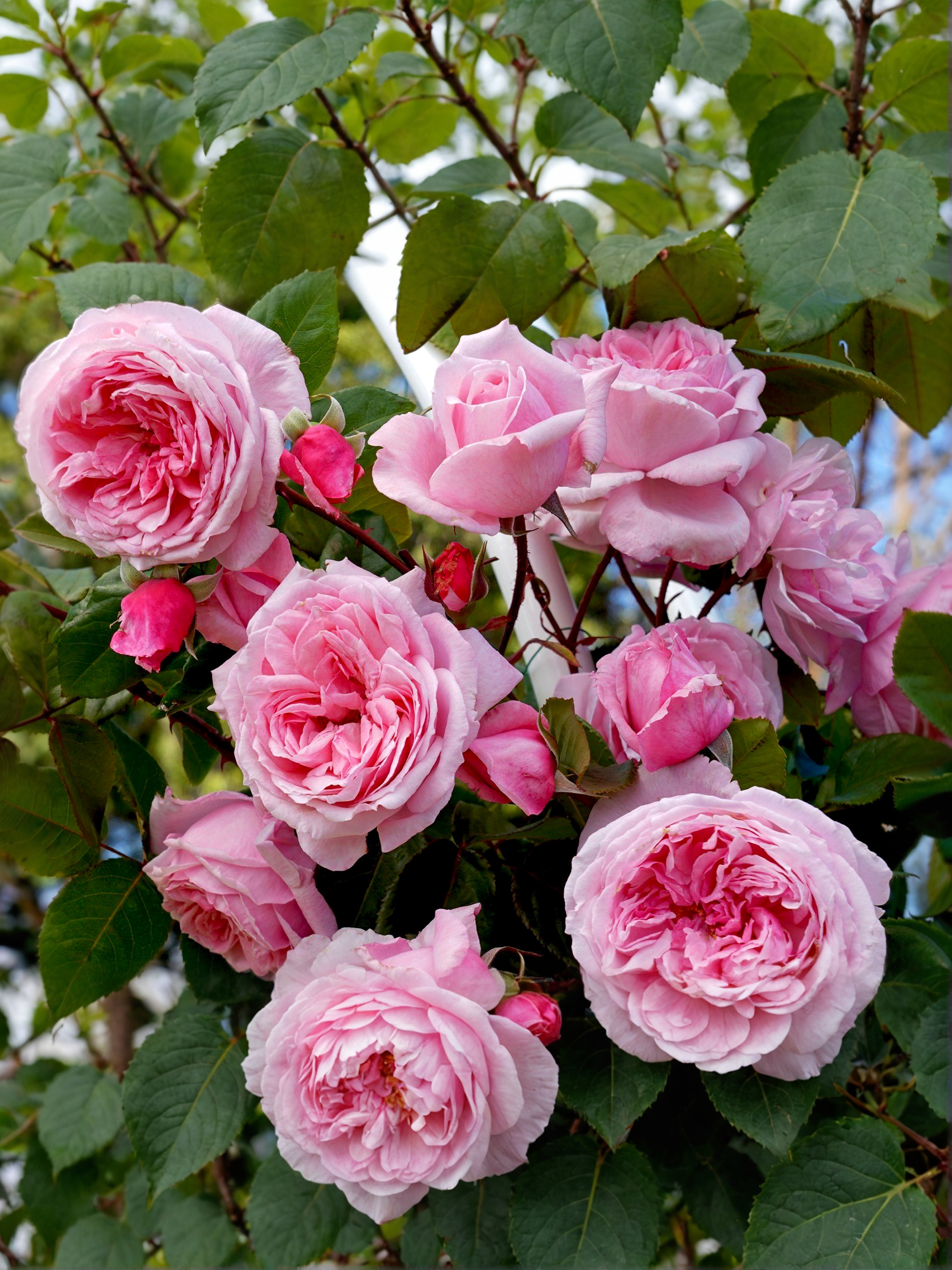 Кисс ми Кейт2_edited_edited