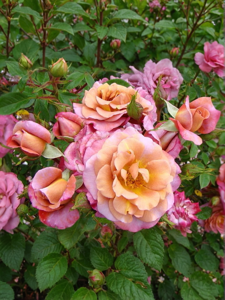 Колейдоскоп_edited