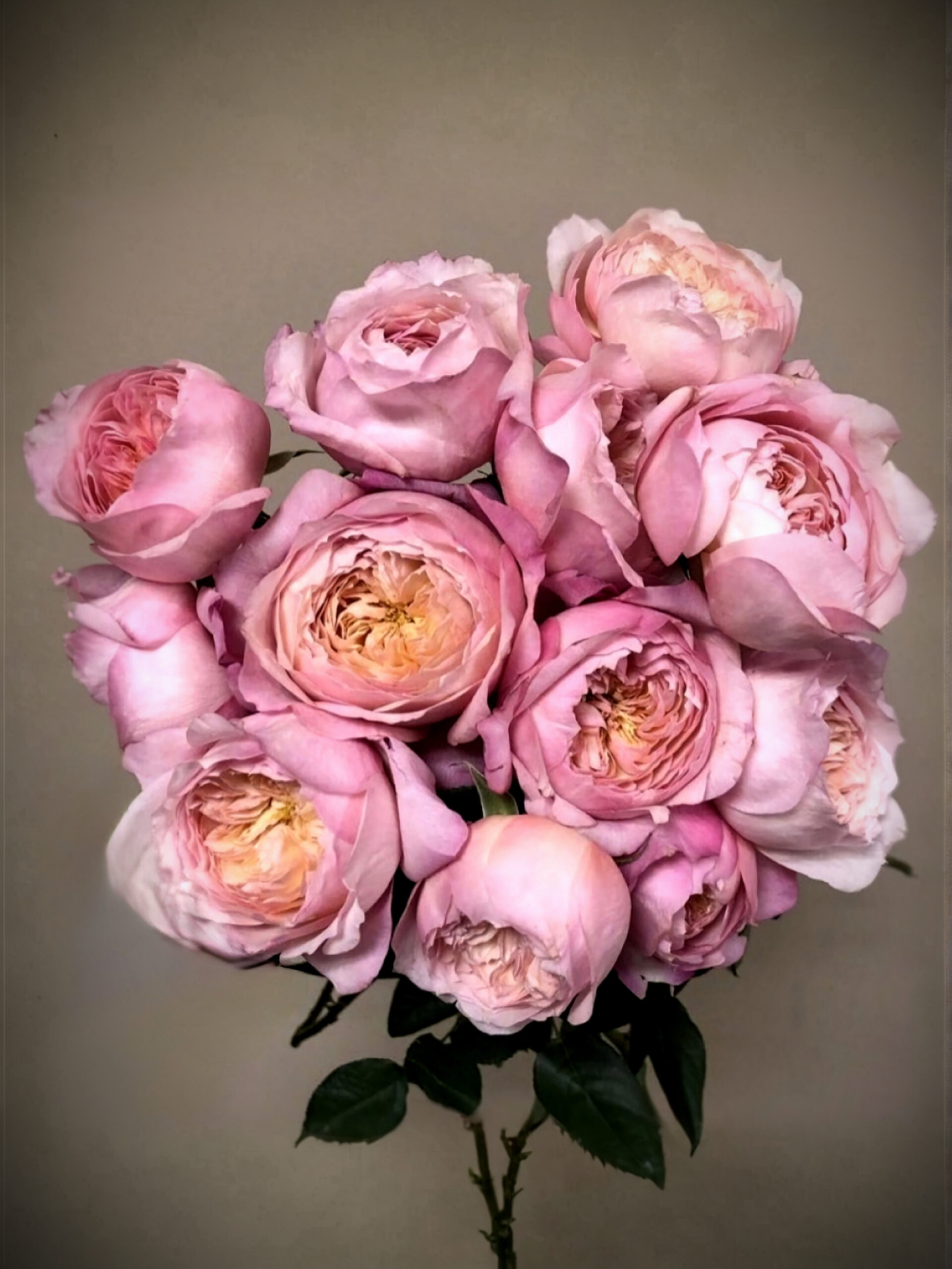 констанция печать