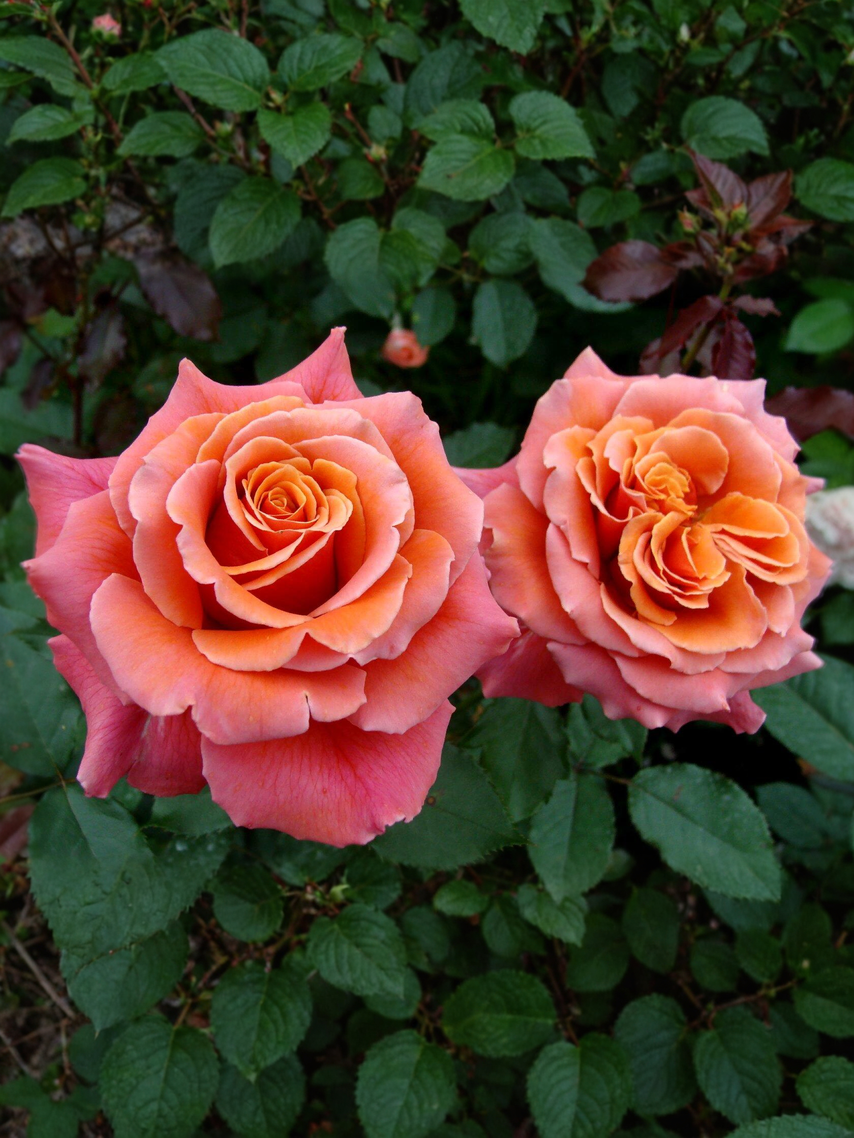 Коппер Лайт2_edited