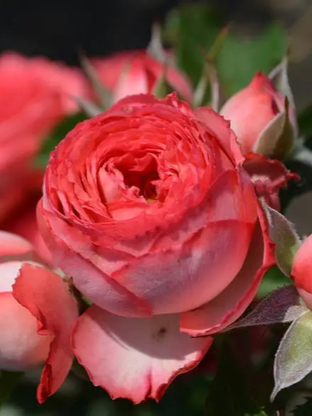 Корал Джем_edited