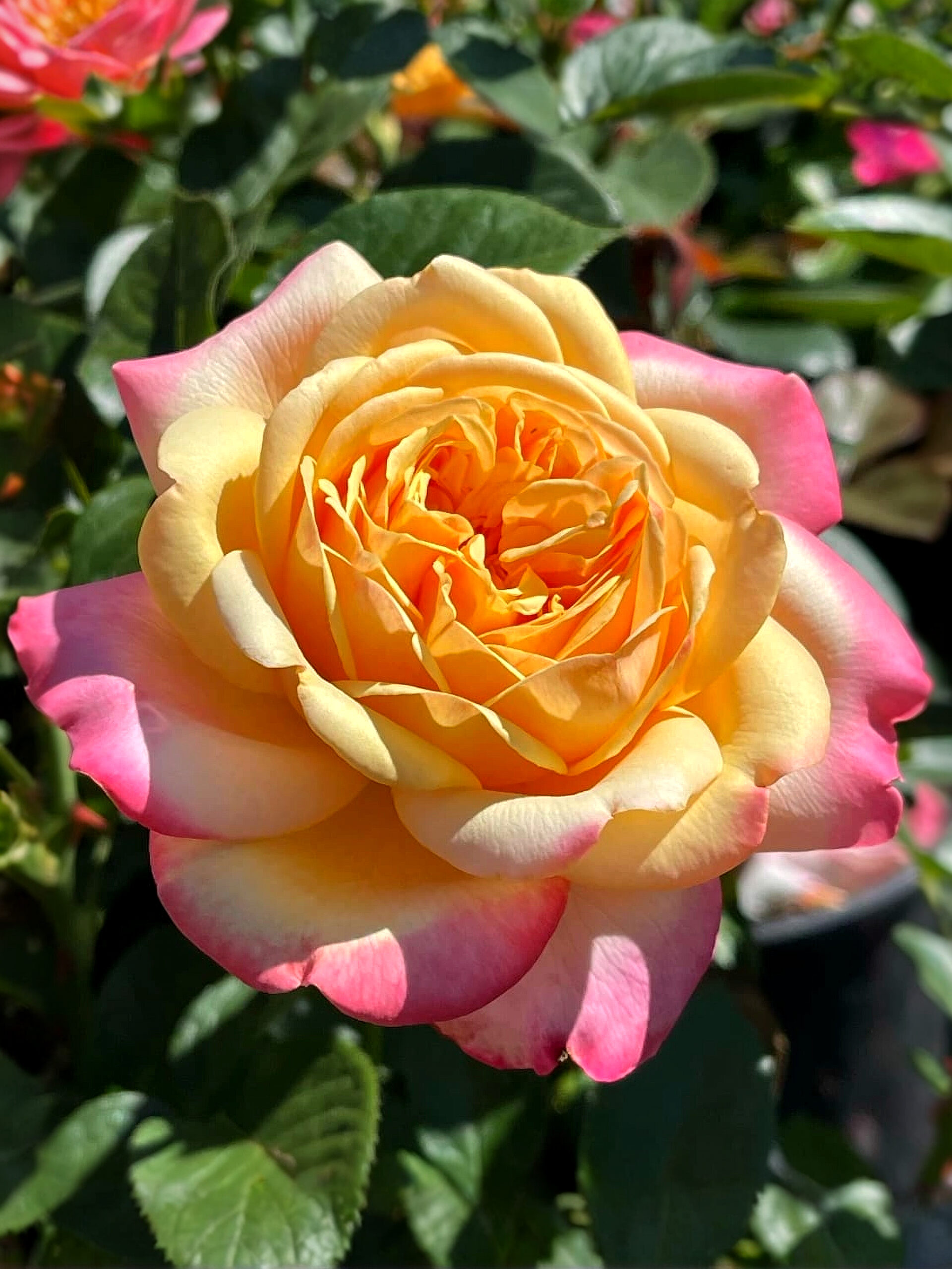 Кордес Джубили