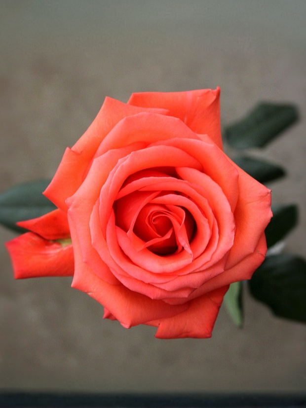 корвет 1_edited_edited