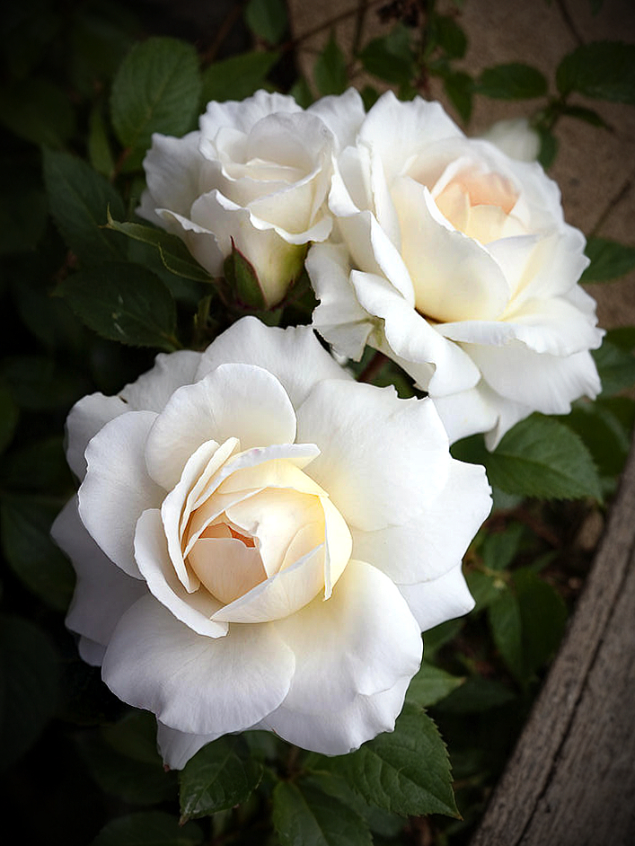 космос печать