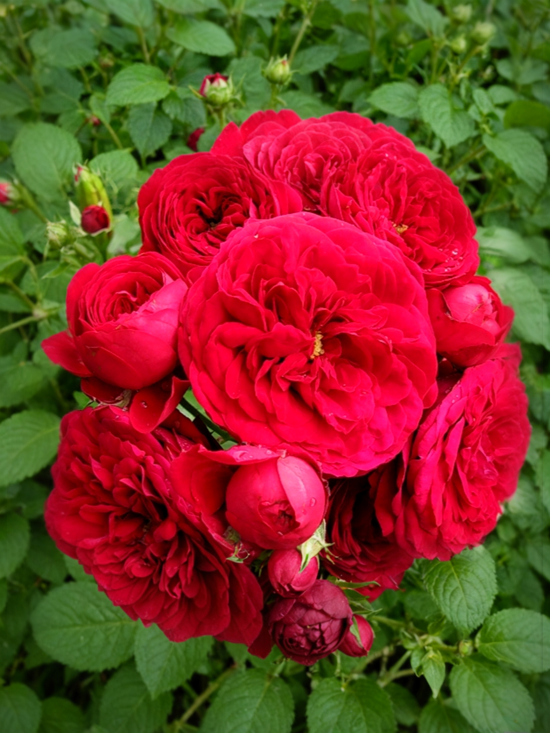 Красная Шапочка