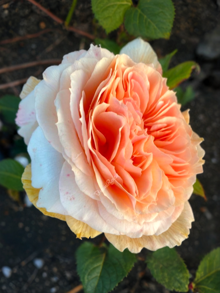 Ксавьер де Франсинет