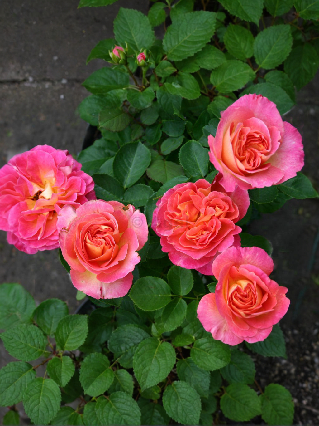 Ла Пассионата_edited