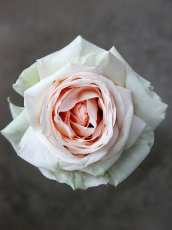 ла перла 5 _edited_edited_edited