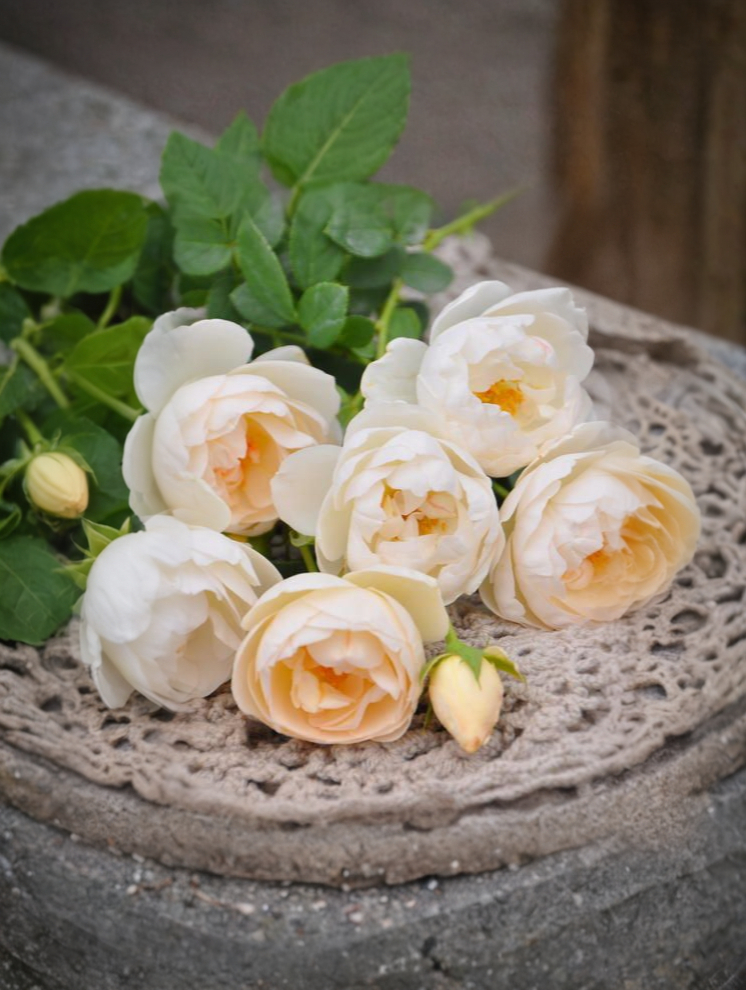 Ла Пети Пайе