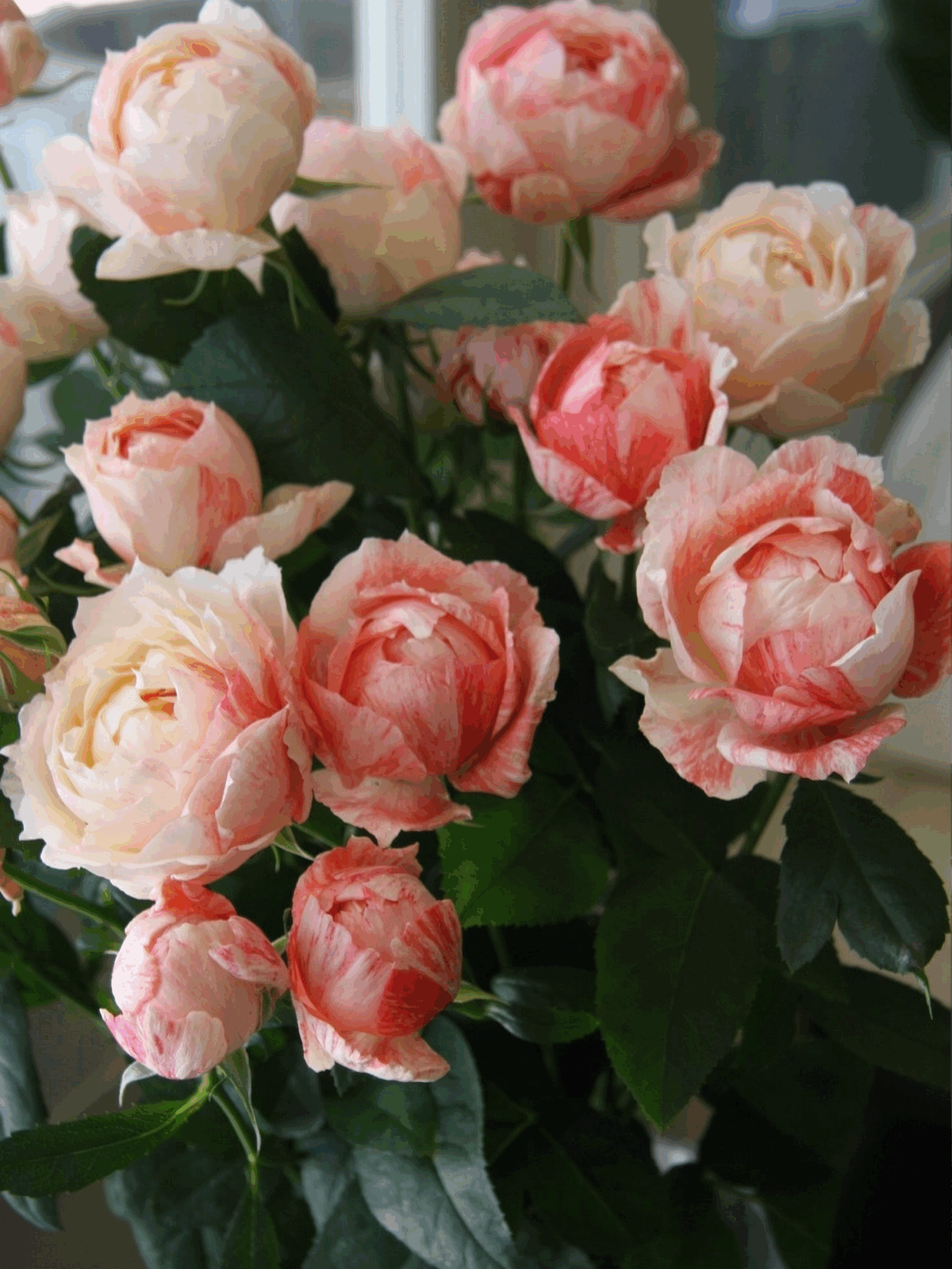 Ла зебра Пейшенс_edited_edited