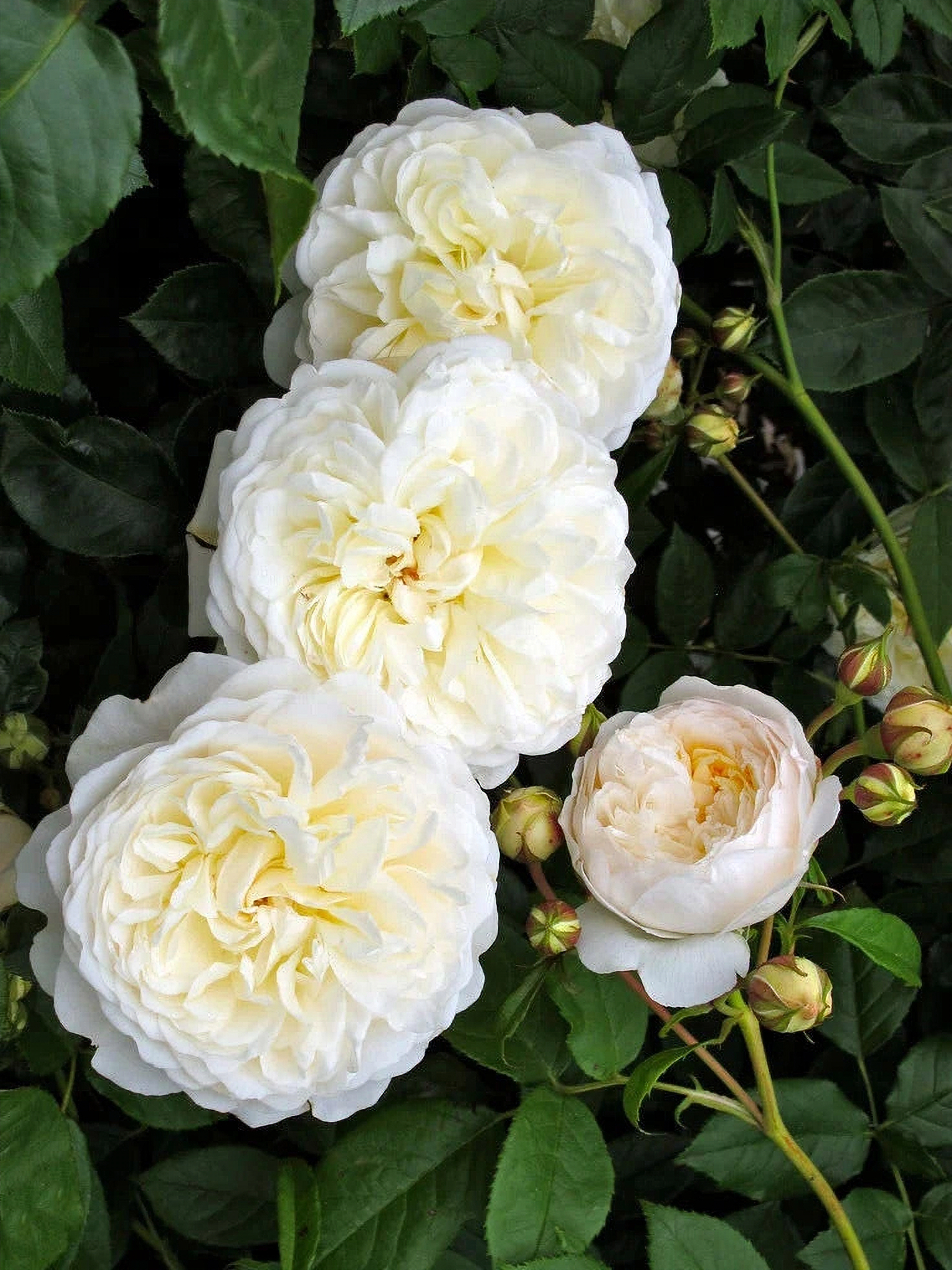 Лаитоз_edited_edited