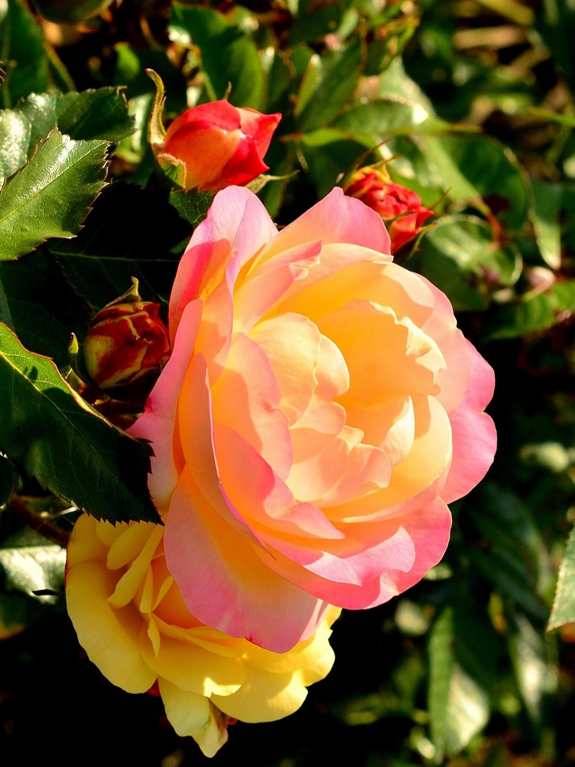 лампион3_edited_edited