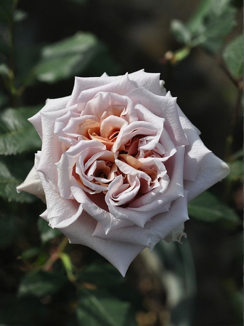 Латте Арт_edited