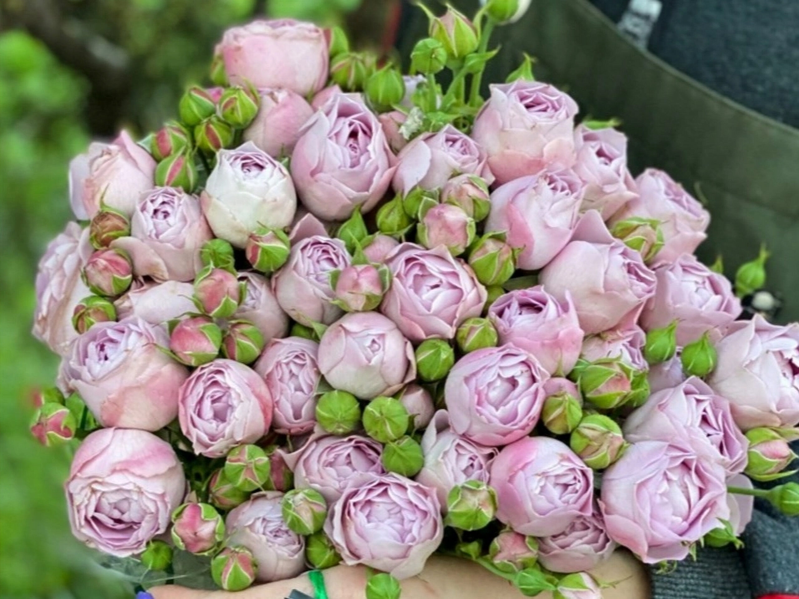 лавандер 2_edited_edited