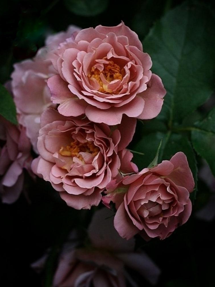 лавандер пинокио _edited