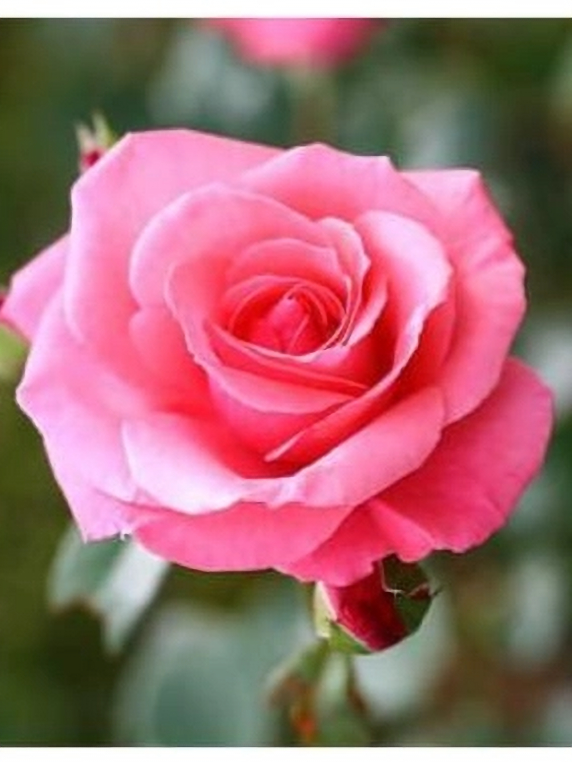 Лавиния2_edited_edited