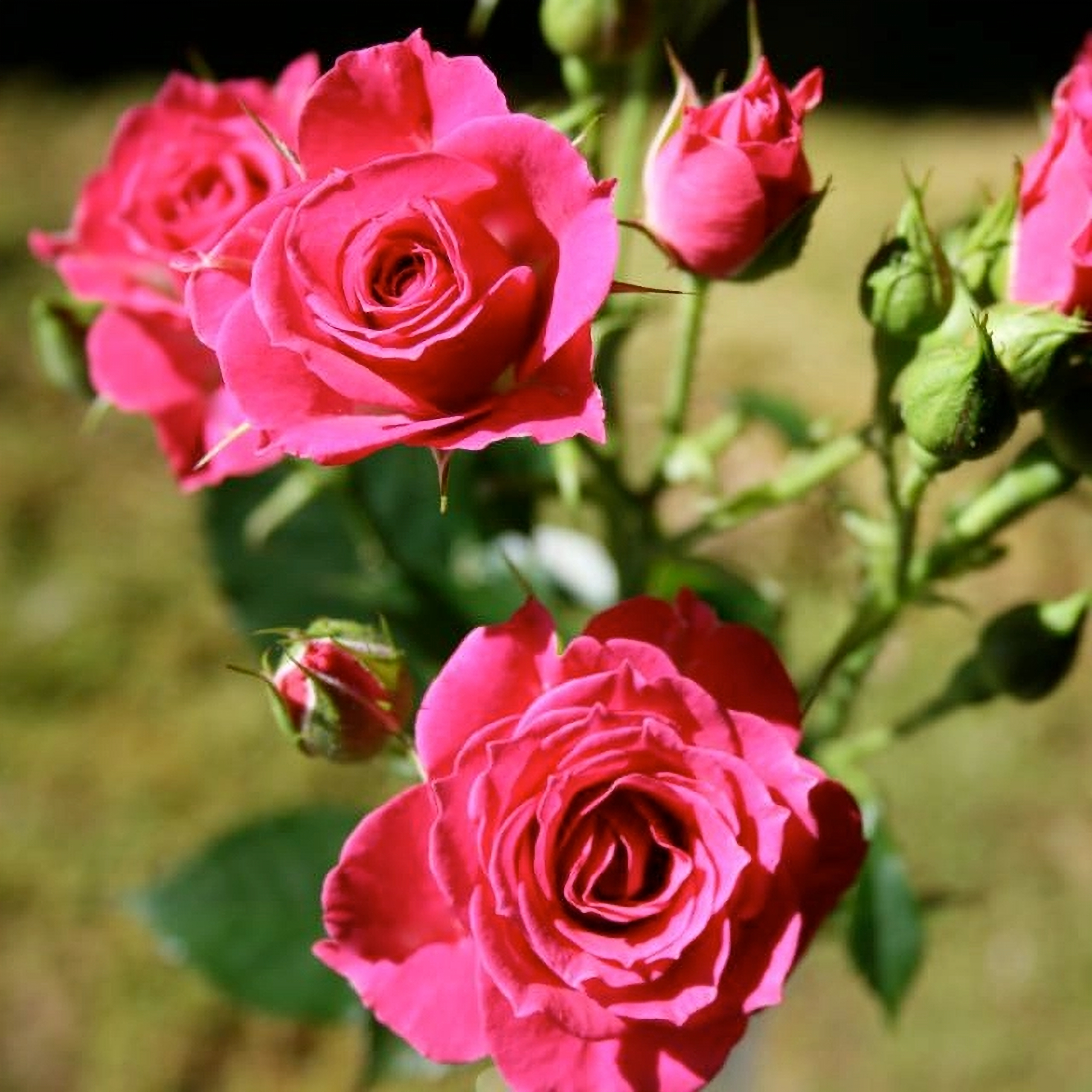 Лавли лидия34_edited