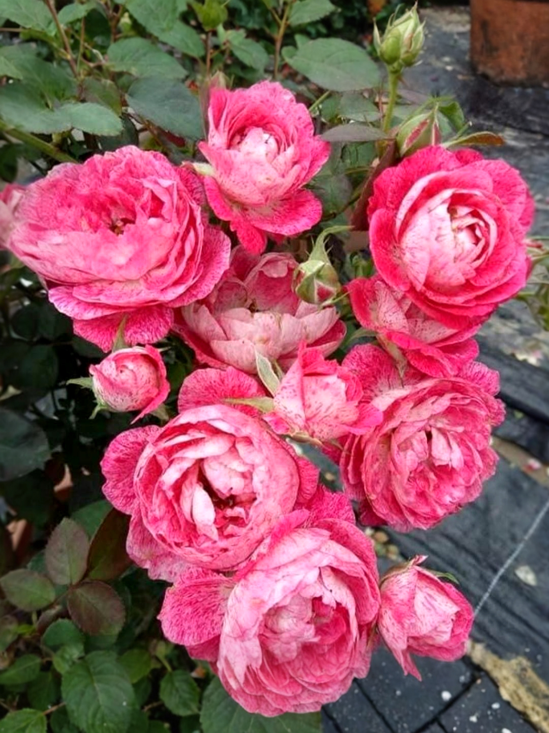 Леди Кэндл2_edited_edited