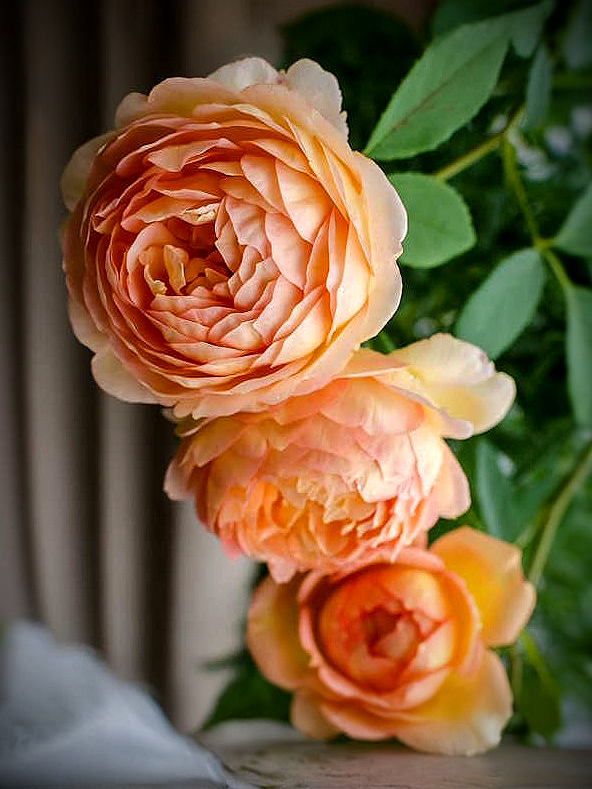 Леди оф Шалотт