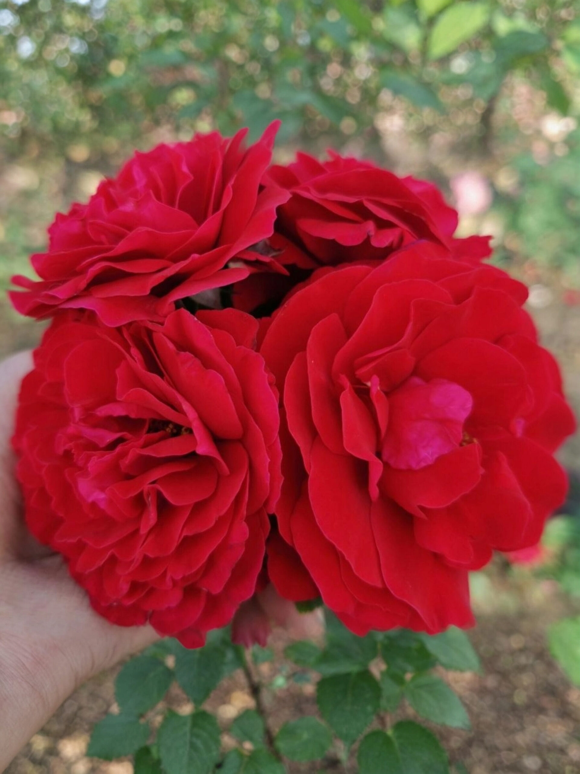 Леди Райдер_edited_edited