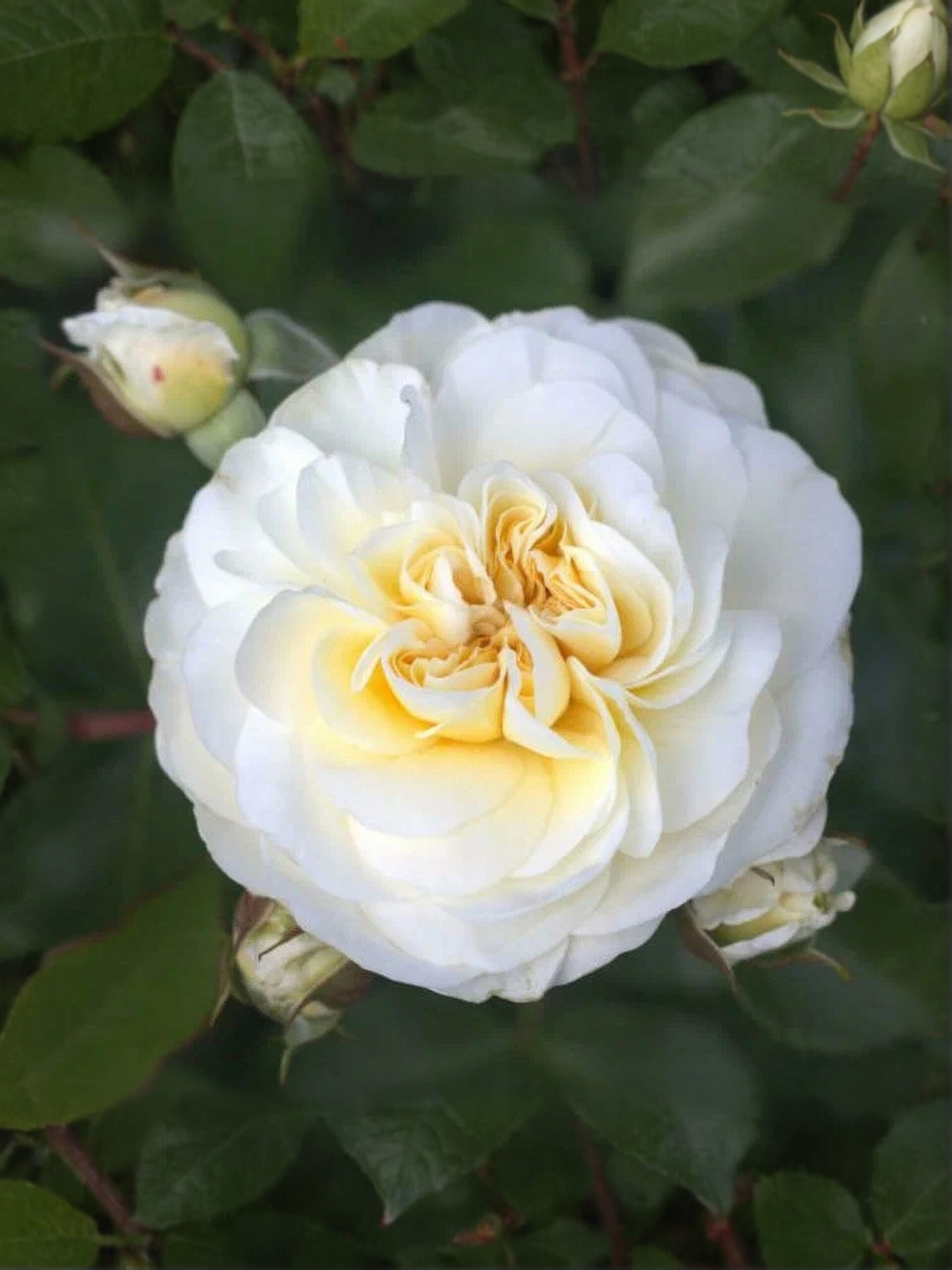 Леди Романтика