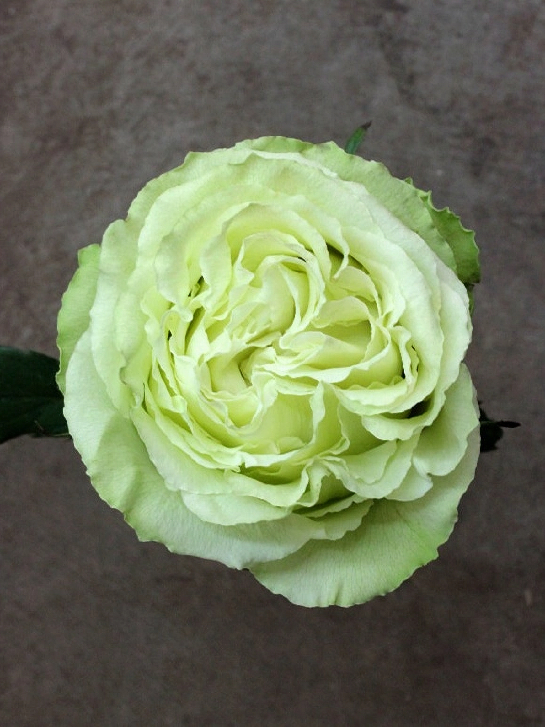 лемонад _edited_edited