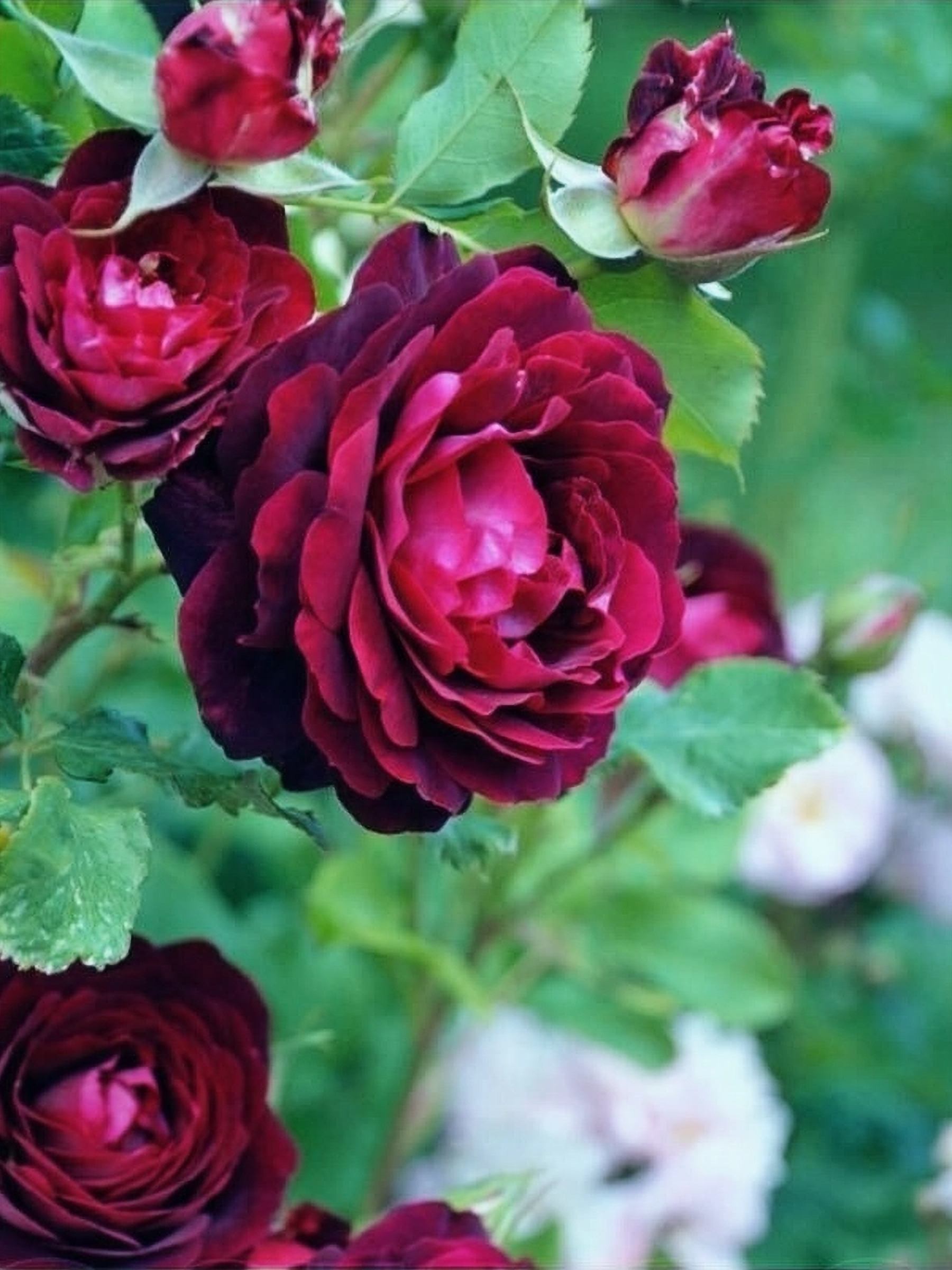 лео меже 1 _edited_edited