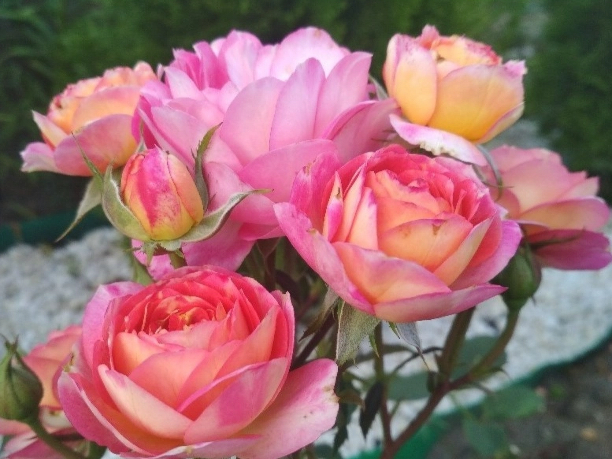 les-potes2-873x655_edited_edited