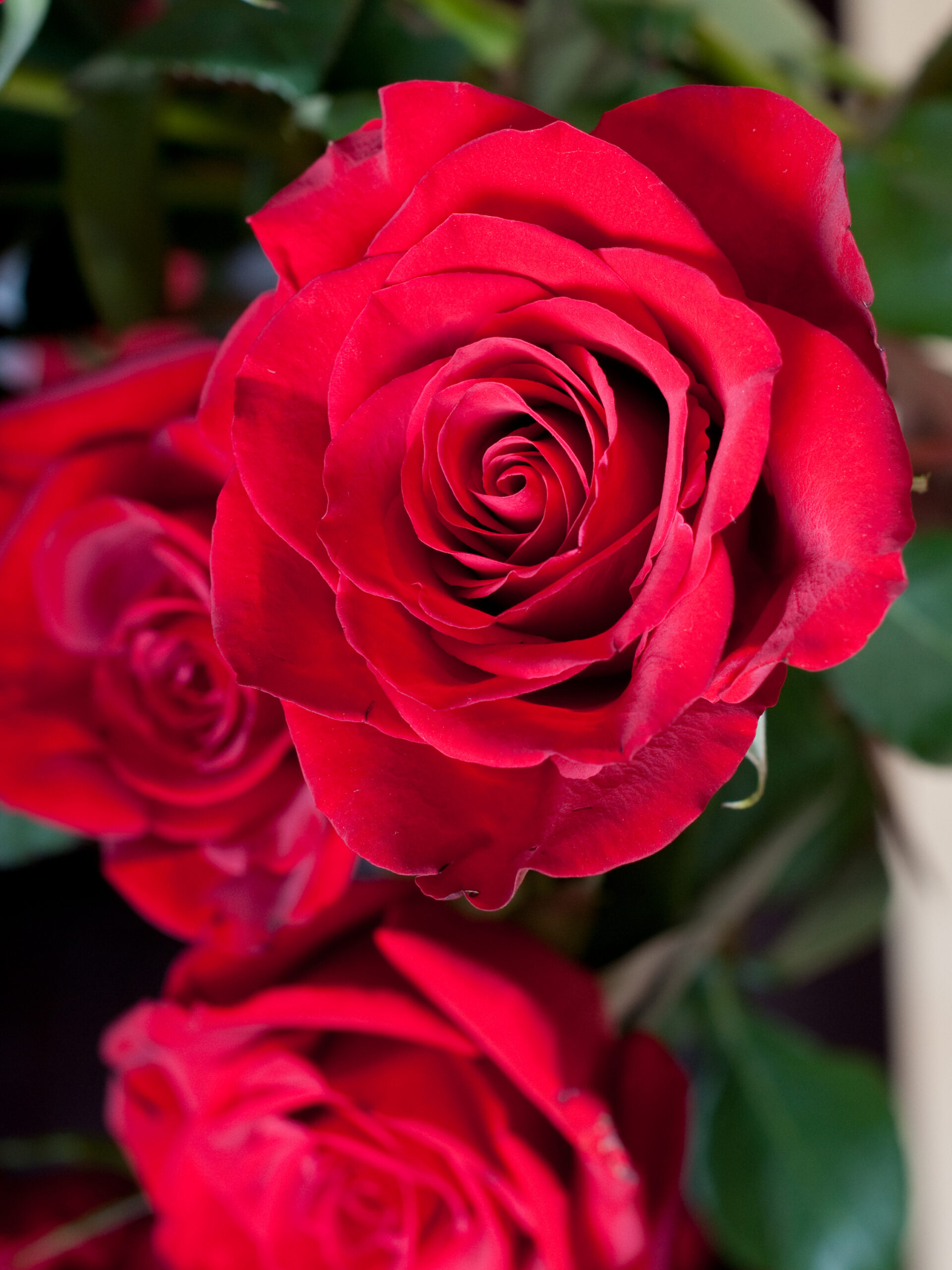 лев толстой3_edited_edited