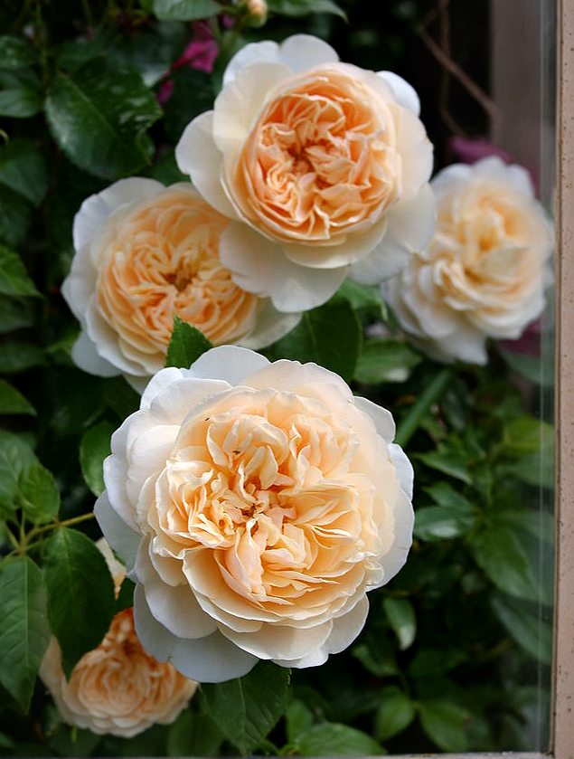 Личфилд Энжел5_edited