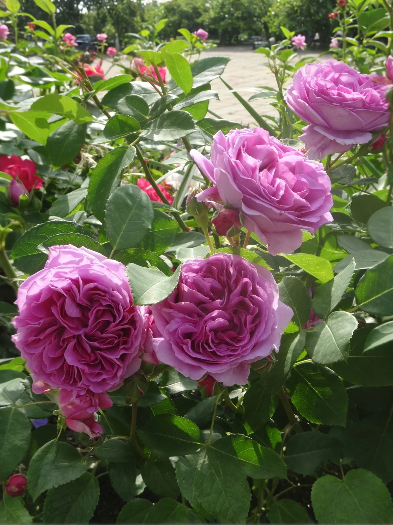 Лилак Топаз3_edited