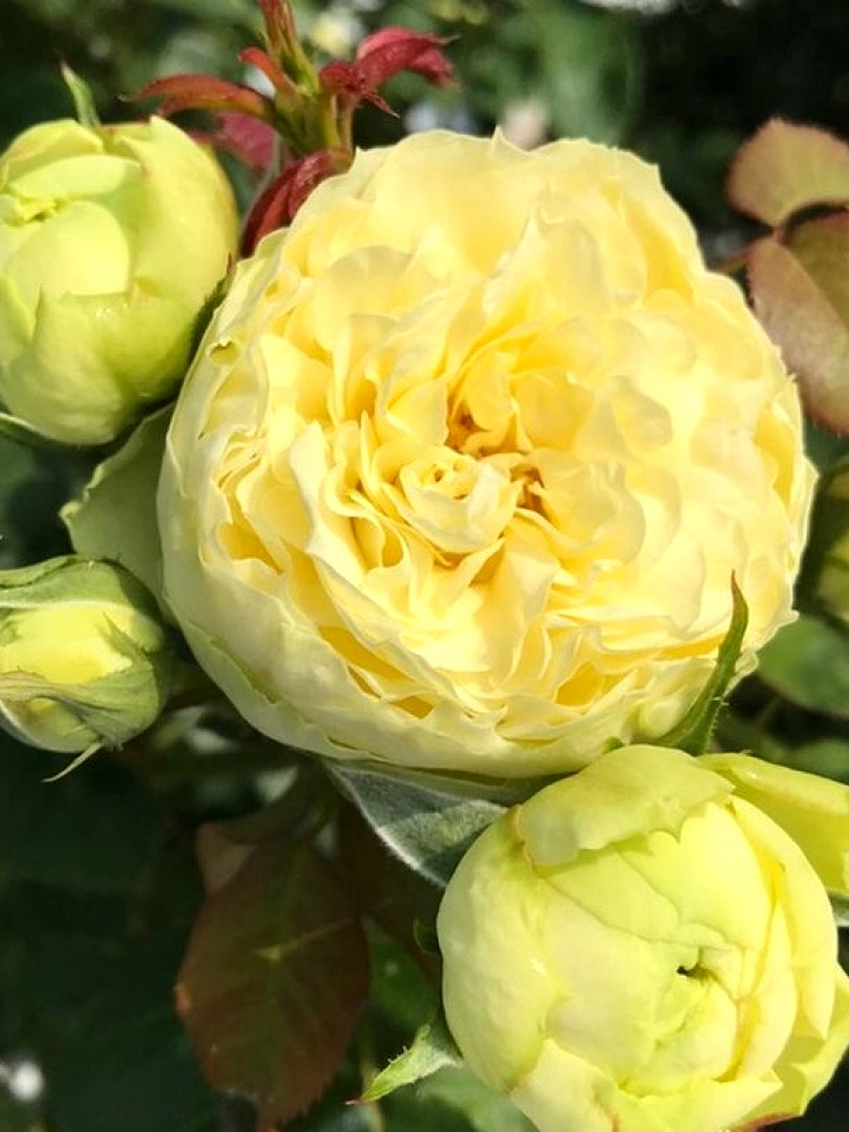 лимон пиано_edited_edited_edited