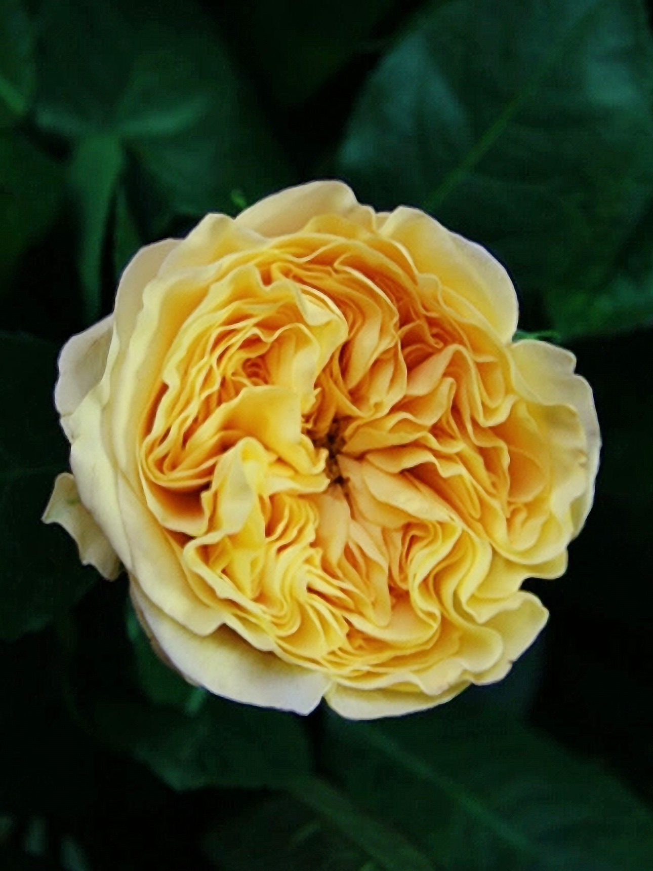 Лимон Помпон