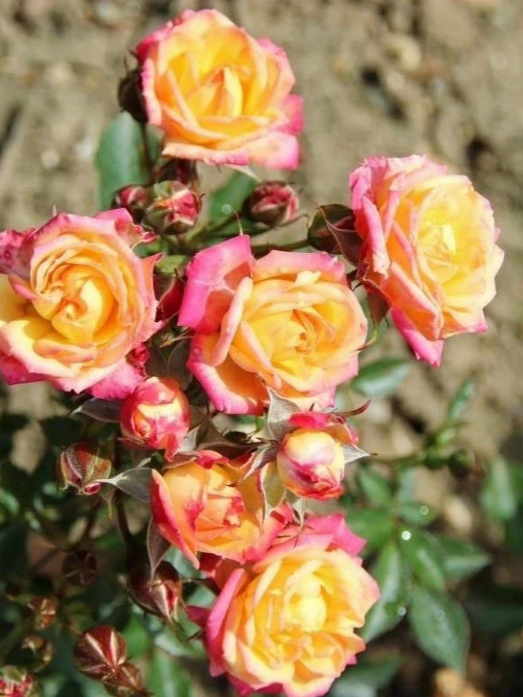 литл 3_edited_edited