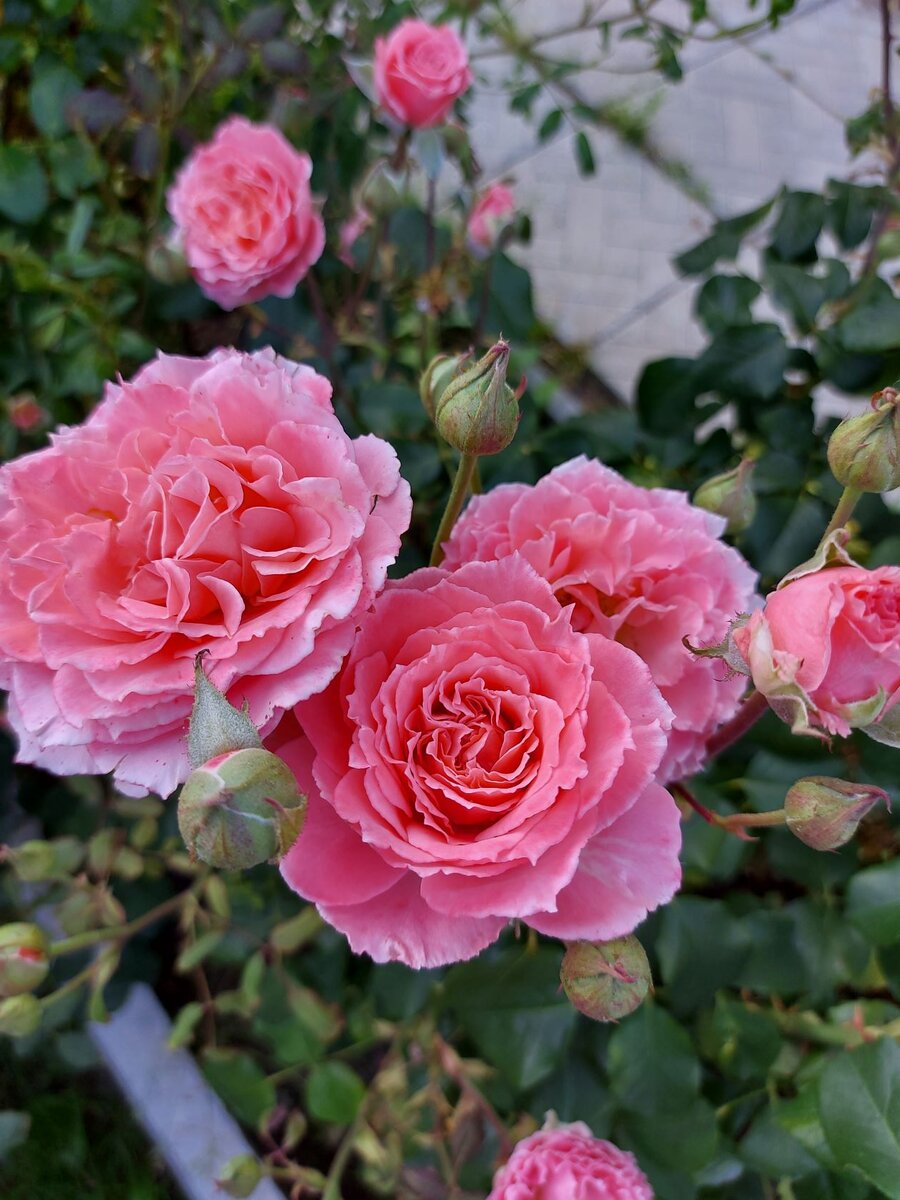 Лоран Каброль2