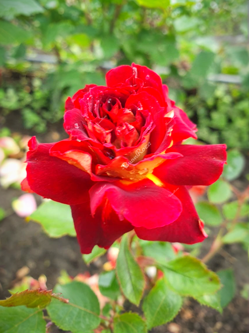 Луис Франция