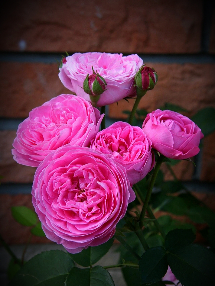 луис одьер_edited