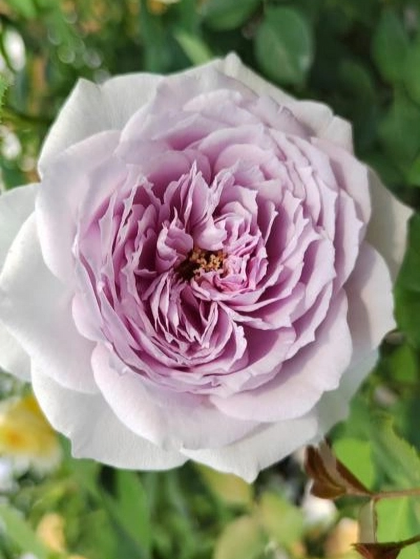 ляпис лазули2_edited_edited