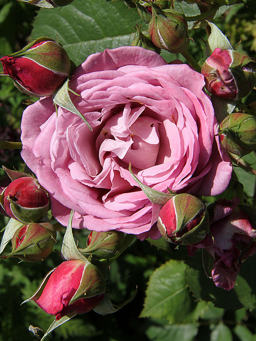 маджента_edited_edited