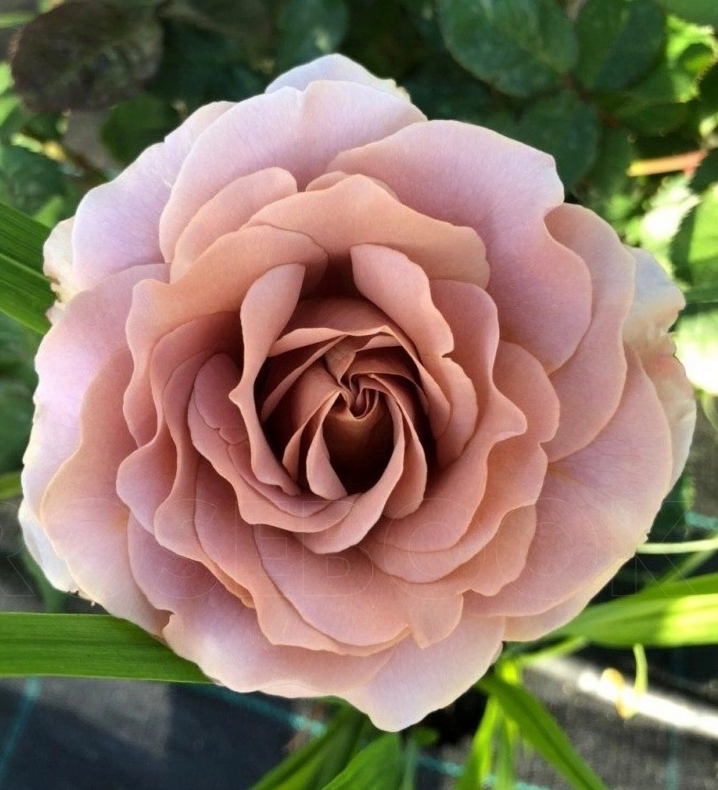 макароза3_edited