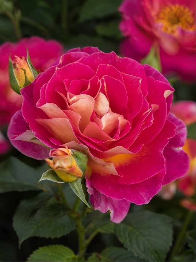 Малейка_edited