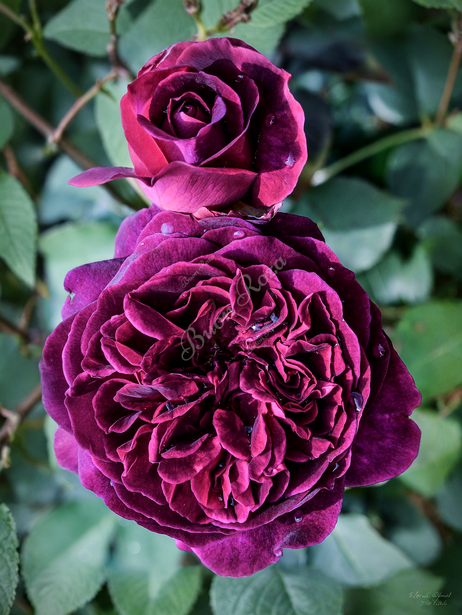 манстед вуд 1_edited