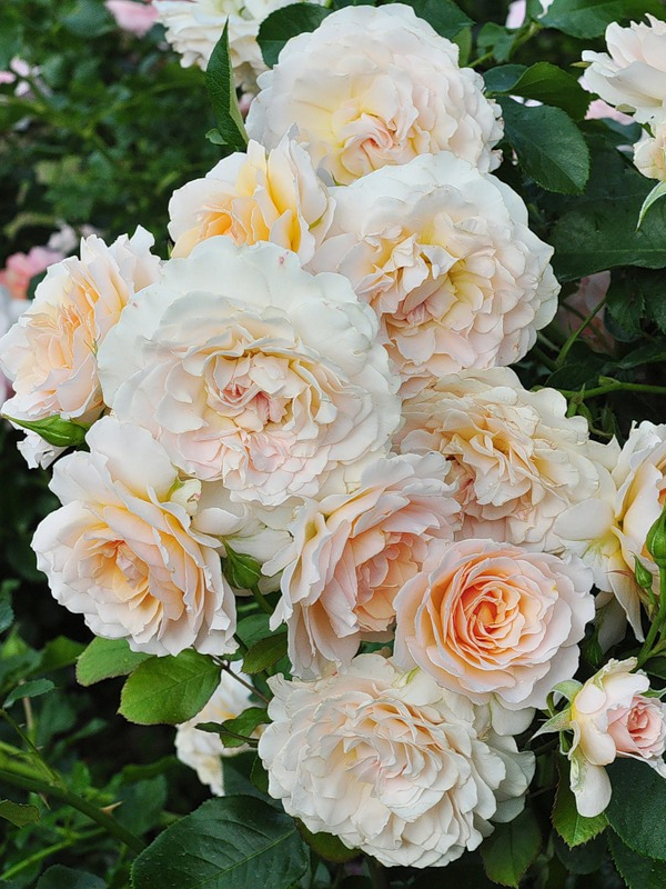 марджори маршалл3_edited_edited