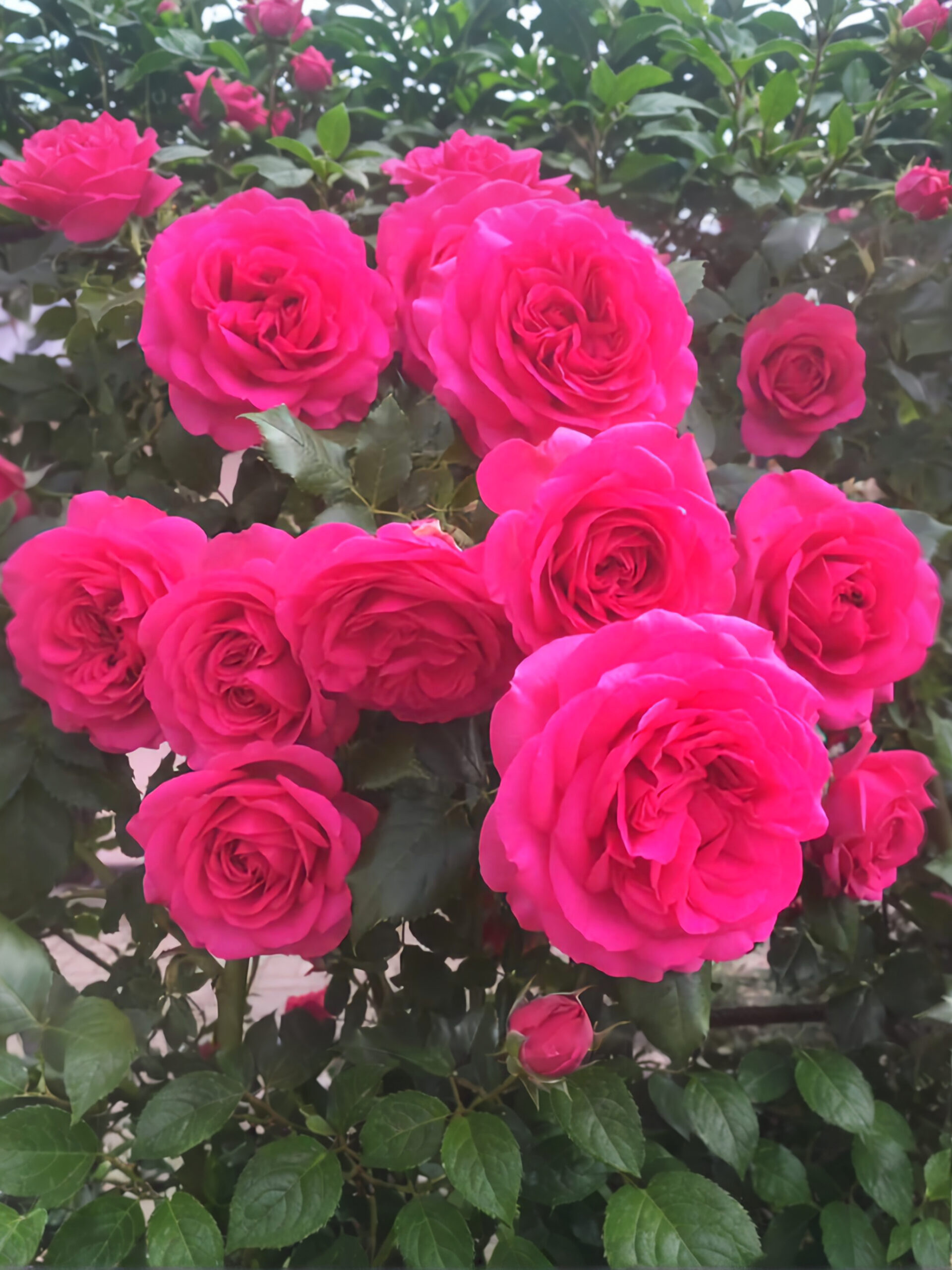 Маритим_edited_edited