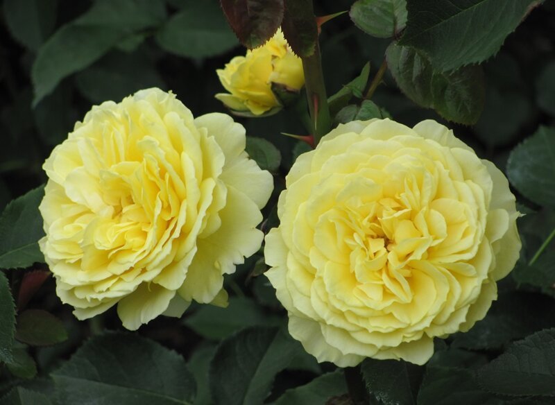 Марселисборг 4