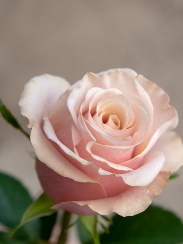 мазер 3_edited_edited