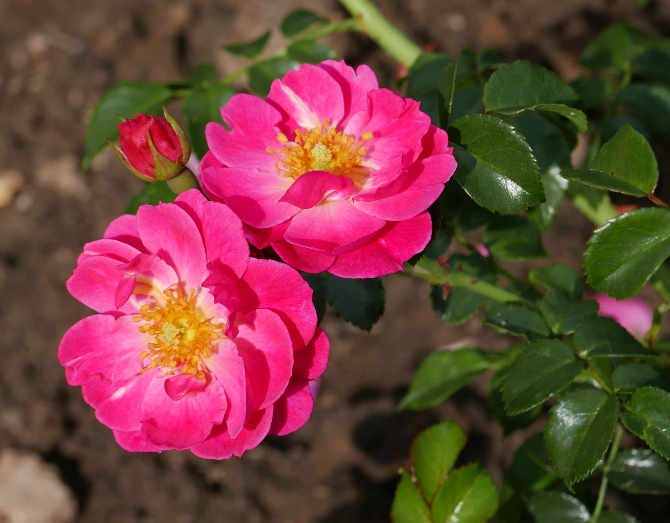 меджик мейян 1