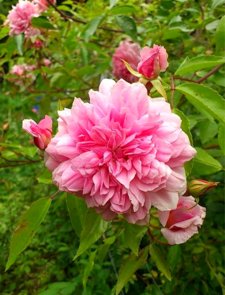 Мелс Херитейдж2_edited